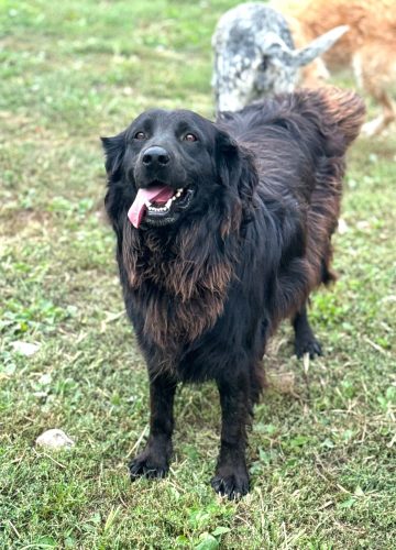 Plisko_udruga_farmica_dog_shelter_adoptable_dog