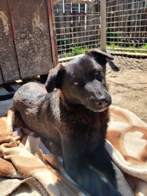Rica_udruga_farmica_dog_shelter_adoptable_dog_1