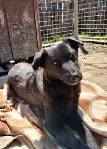 Rica_udruga_farmica_dog_shelter_adoptable_dog_1