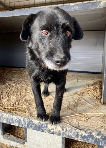 Roko_udruga_farmica_dog_shelter_adoptable_dog