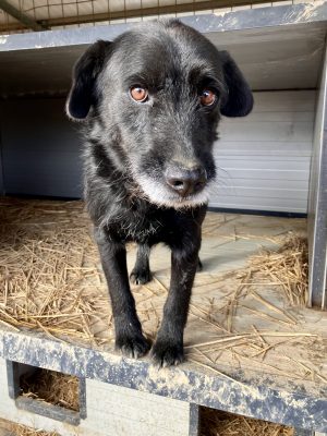 Roko_udruga_farmica_dog_shelter_adoptable_dog