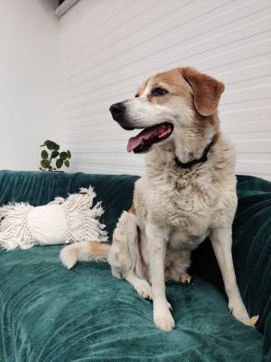 Sočka_udruga_farmica_adoptable_dog