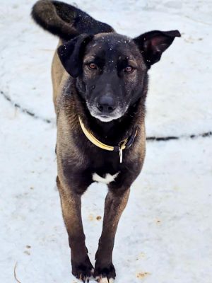 Spiro_udruga_farmica_dog_shelter_adoptable_dog_2