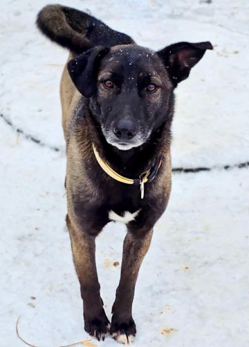 Spiro_udruga_farmica_dog_shelter_adoptable_dog_2
