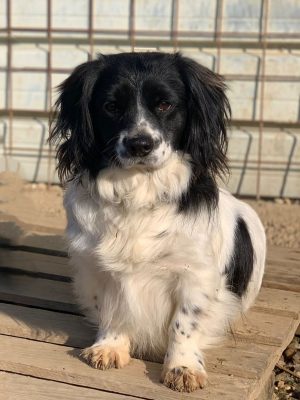 Tarik_udruga_farmica_adoptable_dog