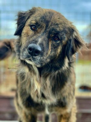 Teddy_udruga_farmica_adoptable_dog