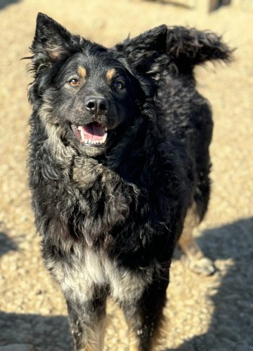 TinkyWinky_udruga_farmica_adoptable_dog_1