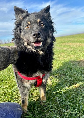 TinkyWinky_udruga_farmica_adoptable_dog_1