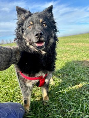 TinkyWinky_udruga_farmica_adoptable_dog_1