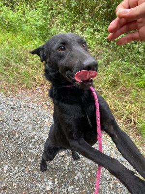 Toti_udruga_farmica_adoptable_dog_1