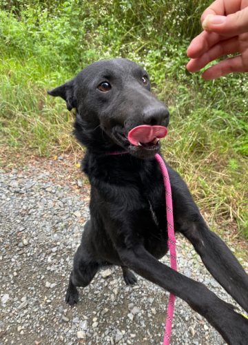 Toti_udruga_farmica_adoptable_dog_1