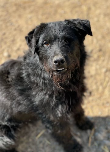 Vale_udruga_farmica_dog_shelter_adoptable_dog