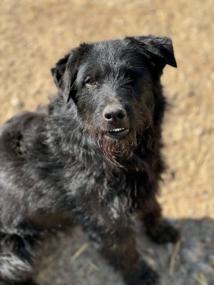 Vale_udruga_farmica_dog_shelter_adoptable_dog