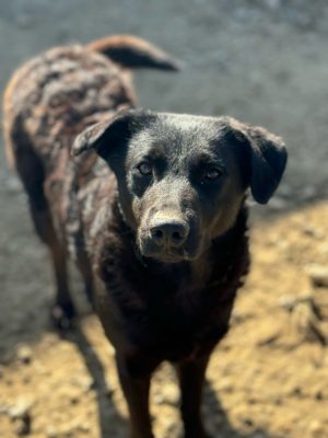 Vida_udruga_farmica_adoptable_dog