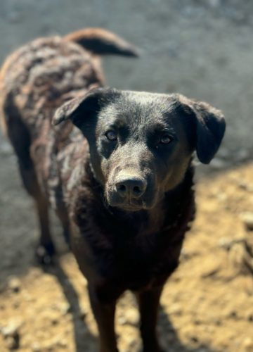 Vida_udruga_farmica_adoptable_dog