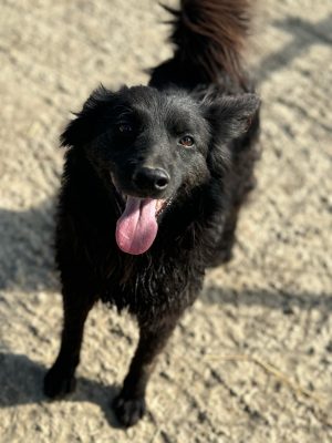 Viki_udruga_farmica_adoptable_dog