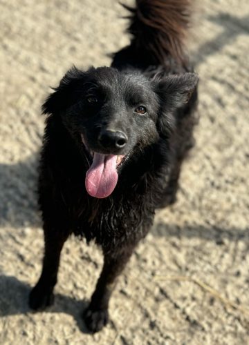 Viki_udruga_farmica_adoptable_dog